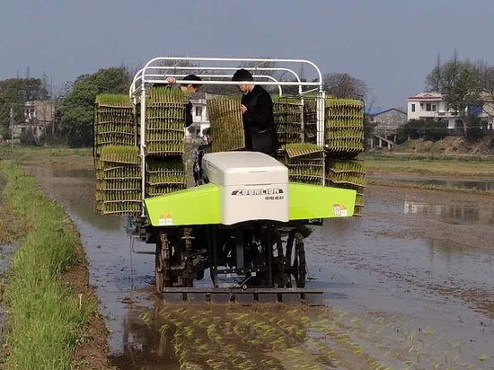 ▲国庆长假期间，湖南三民生态农业有限公司工人驾驶抛秧机，完成水稻抛秧。