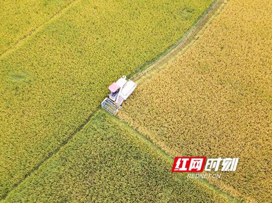 10月19日，双峰县井字镇花桥村双季稻高产种植基地，农民驾驶收割机在收割晚稻。