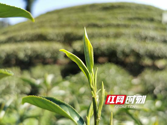 保靖县黄金茶园里的鲜嫩茶叶。