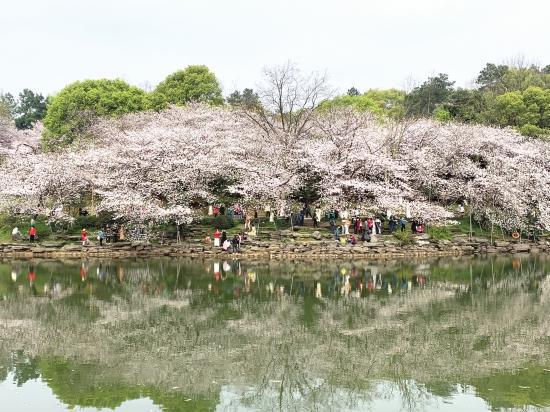 3 月 14 日，湖南省森林植物园，染井吉野樱盛放，吸引众多游客一览春色。图 / 记者黎棠