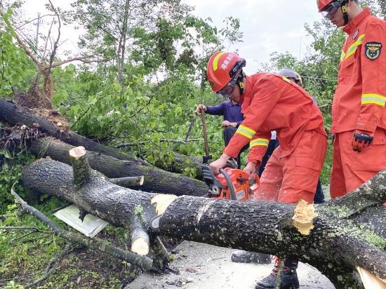 　5月15日，龙山县茨岩塘镇树溪村，消防员清理拦路的树木。图/通讯员颜雨彬田媚