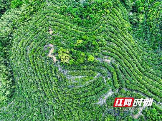 南岳是中华五岳唯一的产茶福地,拥有优越的自然禀赋、深厚的人文底蕴。(摄影 周翔宇)