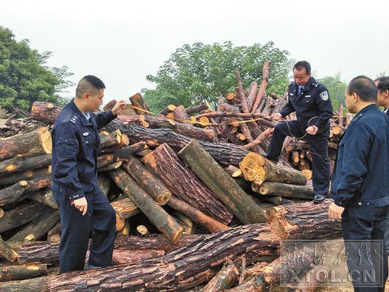 (湘潭市森林公安局民警清点被查扣的木材。记者 王希台 摄)
