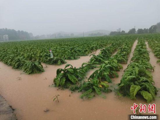 被洪水淹没的烤烟。 江华县宣传部供图