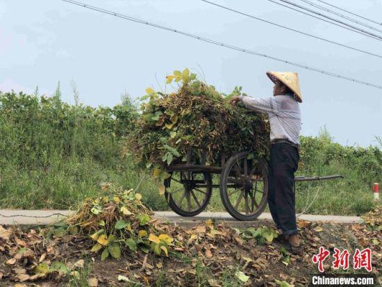 李德太夫妻俩在田埂的零碎土地种植四亩多的黄豆。　宋梅　摄