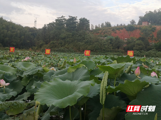 苏仙区飞天山镇高椅岭村的田畔里,支部农场基地种植的荷花长势喜人。