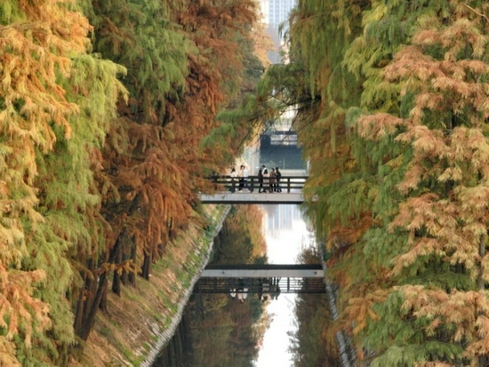 12月4日，在衡阳市雁峰区岳屏镇隆桥村，游客在水杉林游玩（无人机照片）