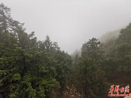 (云山国家森林公园。谢添翼 供图)