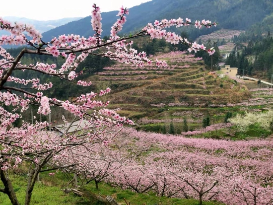炎陵桃花