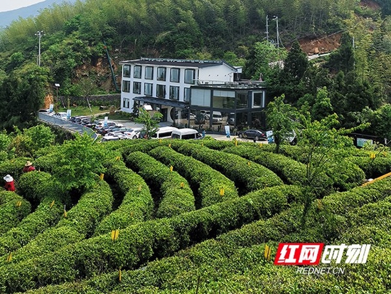 南岳区以茶叶为媒,做好做实“茶、旅、文”融合发展文章。(摄影 石珊)