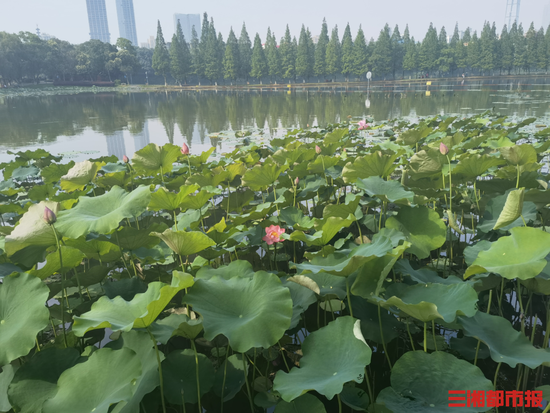 （6月8日清晨，长沙市烈士公园年嘉湖荷塘一角。）