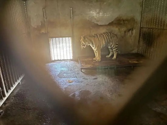 阜阳野生动物园,一只东北虎长期被关在一间“小黑屋”里。