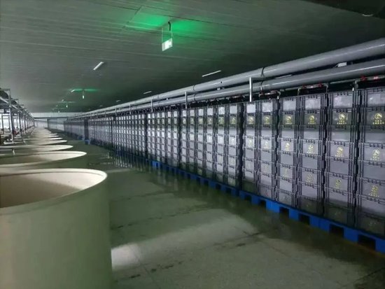 荷花虾生态屯养基地。