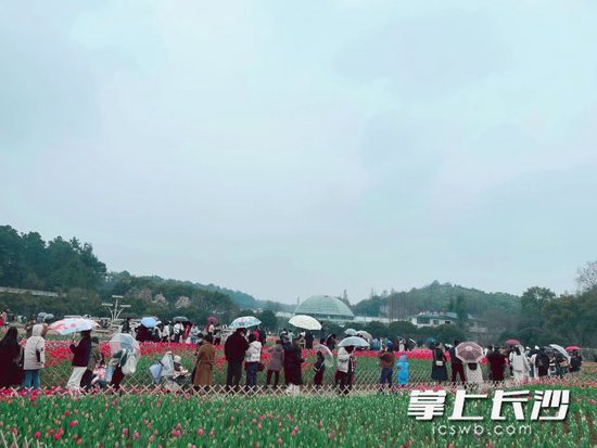 蒙蒙细雨阻挡不了市民朋友来省植物园赏花踏青的热情。长沙晚报全媒体记者 舒元臻摄