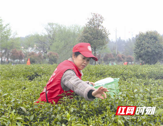 志愿者巧手采新茶。李向 摄