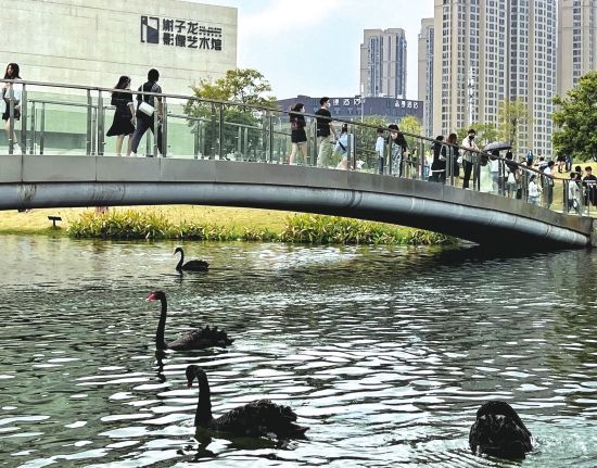 10月4日，谢子龙影像艺术馆外，游客与黑天鹅。组图/记者李佳美