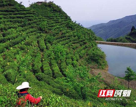 采茶人的手指娴熟地在茶尖上快速纷飞。