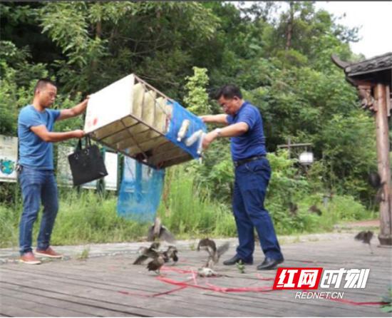  7月24日上午，衡东县林业局依法对查获的活体动物在四方山森林公园、洣水国家湿地公园等地全部放生。