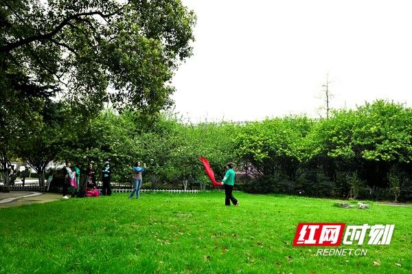紫凤公园,是长沙市唯一大规模引进琼花的公园。