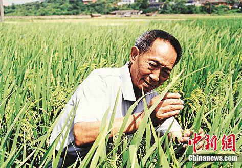 水稻是袁隆平的掌上明珠。王精敏 摄