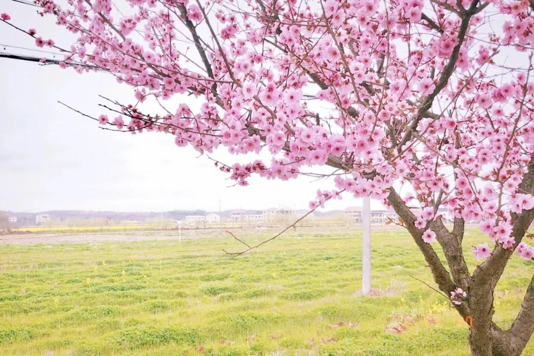 衡阳县梅花村