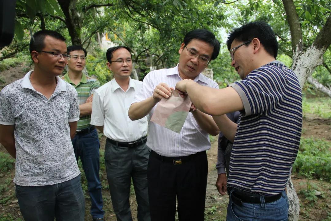 图为2013年5月30日，黄诗燕在下村乡云里村调研水果产业。湖南省委宣传部供图