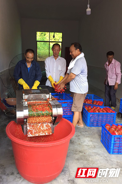 村民们正在对采摘好的玻璃牛角椒进行加工生产。