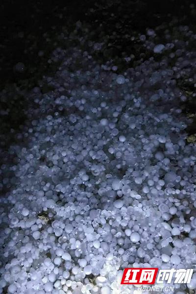 昨日21:55至22:05分,湖南龙?#36739;?#20986;现强对流天气,该县大安乡黄莲坪村和乌鸦河西堰村等地下起鸽子蛋大小冰雹,造成当地约300亩烟地受损。段成国 供图