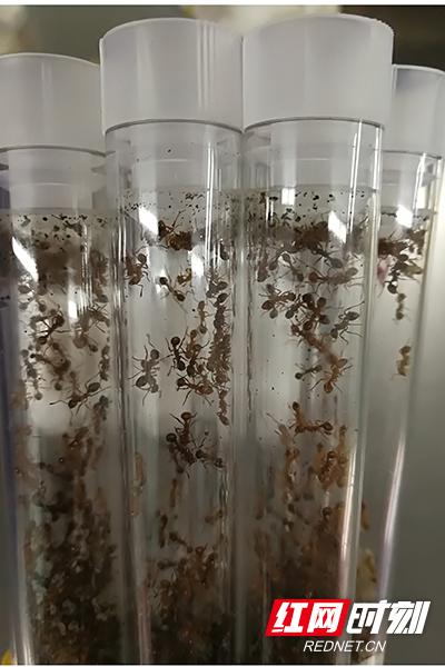 活体蚂蚁被封装于塑料试管中,用棉塞将其与管底的透明营养液隔离,包装手法专业。