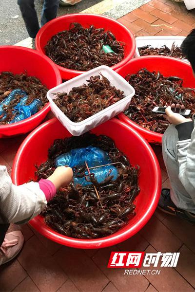 桔园小区菜市场，20g/个左右小龙虾售价16元/斤。