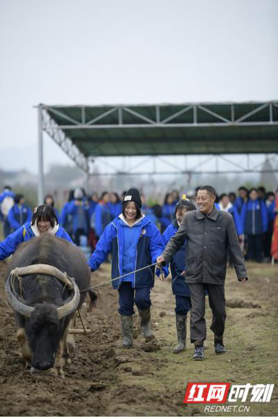 体验牛耕犁地。