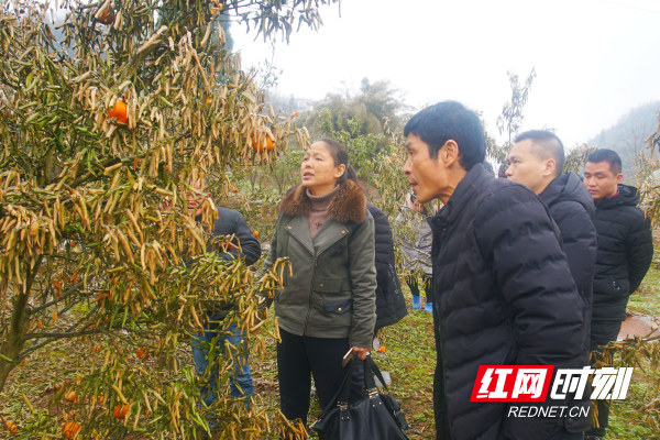 湖南省民政厅v教程帮扶:农业专家手把手教教程宏编村民图片