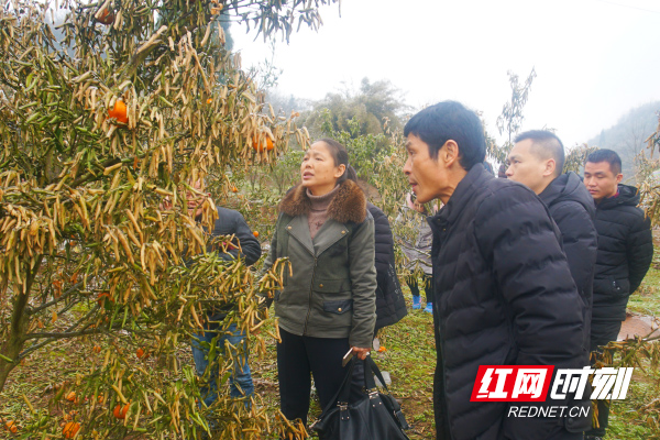 省民政厅驻村帮扶:农业专家手把手教村民种柑橘