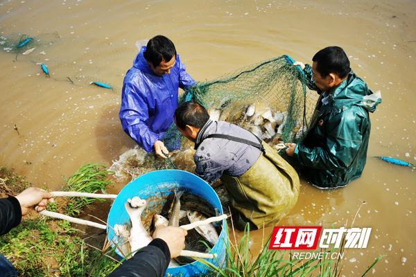  贫困户滞销鱼变抢手货。