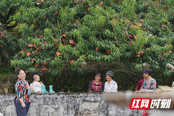 每年7月下旬，炎陵将迎来黄桃丰收的季节。