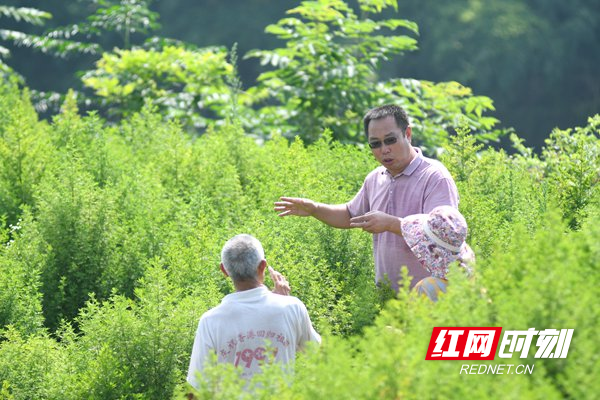 7月26日，双峰县走马街镇幸福村青蒿种植基地，技术人员现场为农民讲解青蒿种植技术。