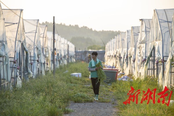 （8月24日7时许，祁阳县茅竹镇三家村，村民准备将采摘的豆角装车。湖南日报记者 辜鹏博 摄）