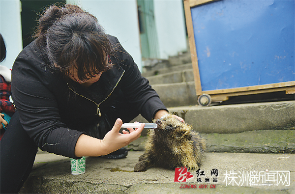 饲养员在给狗狸喂药