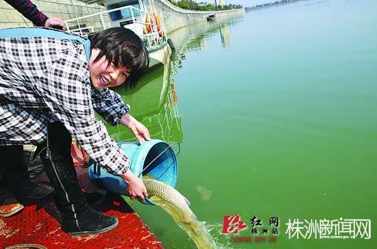肖萍萍将自家鱼塘的鱼放生到洣水河中。（通讯员 左振华摄）