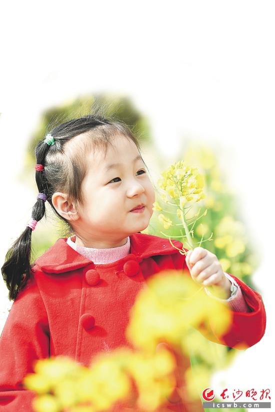 阳春三月,菜花正黄,田歌与布谷鸟声,若相互答,令人怡情。