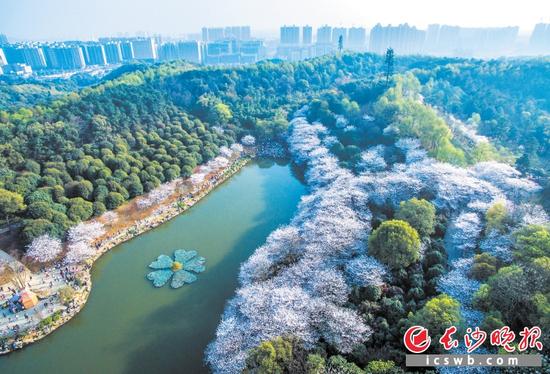 　　昨日，湖南省森林植物园樱花湖畔樱花盛开，吸引了众多市民和游客赏花。长沙晚报记者 罗杰科 邹麟 摄影报道