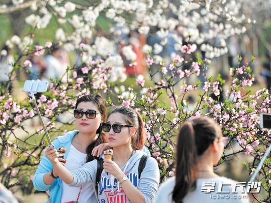 　　昨日，湖南省森林植物园内，成群游客前来赏花。　　长沙晚报记者 罗杰科 邹麟 摄影报道