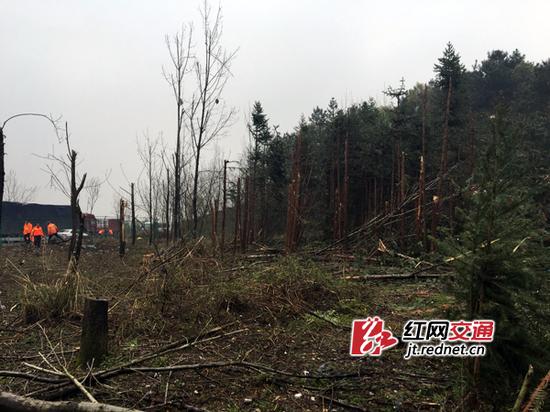 爆炸点道路对面的防护林，已被拦腰削去一半。