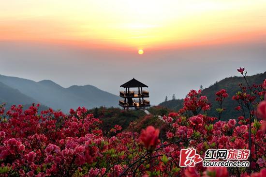 花海晚霞。 组图熊剑摄。