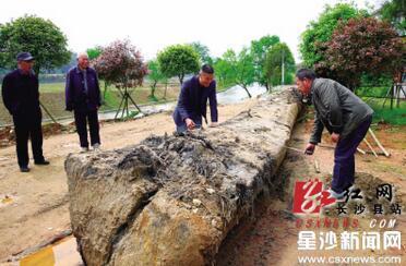 长沙县路口镇挖出巨型疑似阴沉木 将请专家鉴定