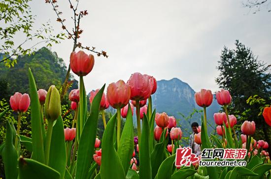 老道湾景区位于天门山腹地。盛开的郁金香置身仙山，更显得灵气逼人。