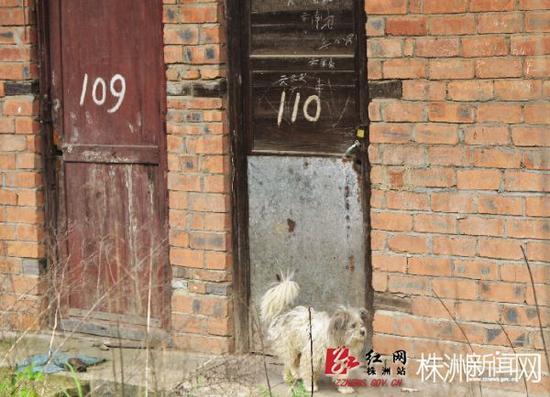 4月27日，石峰区清水塘一砖厂，其中一只狗狗徘徊在“家门口”(记者 谢慧 摄)