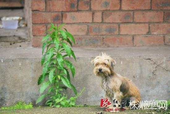 小狗在墙角边安静地等待主人归来(记者 谢慧 摄)