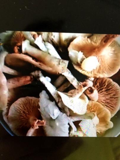 湖南一家三口蘑菇中毒专家称误食世界上最毒蘑菇