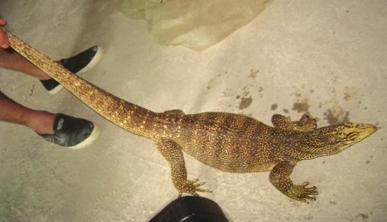 衡阳女子家中如厕时下水道藏着80厘米长巨蜥